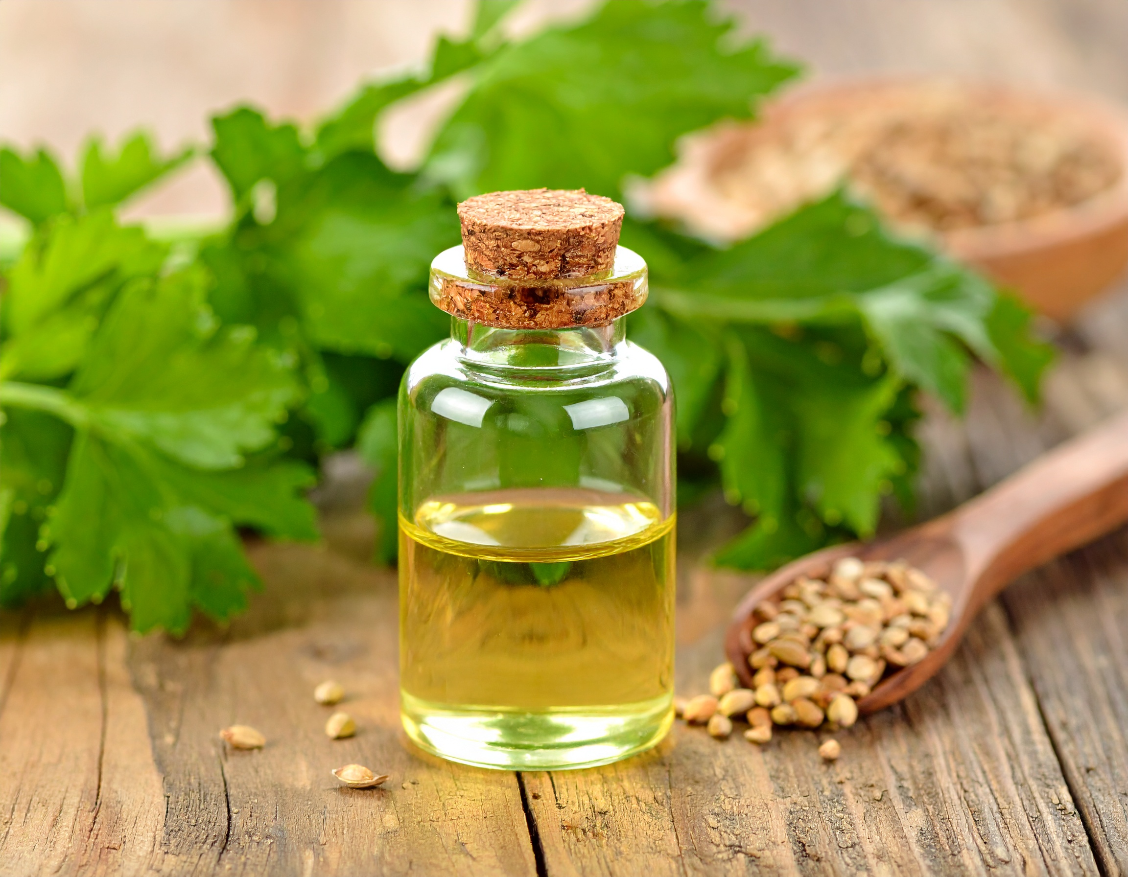 Celery Seed Oil
